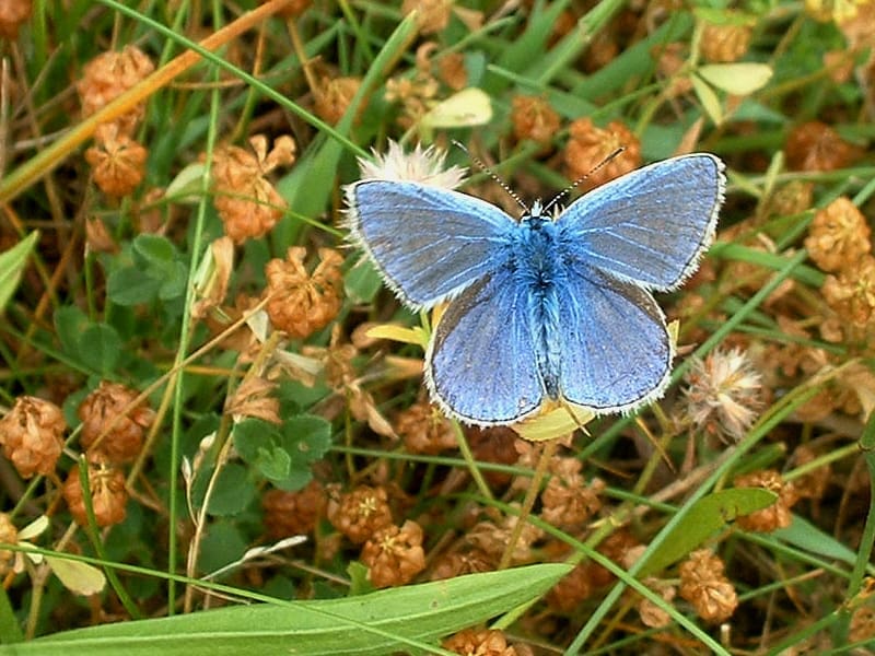 Mary van Steeg, Heiloo, september 2003